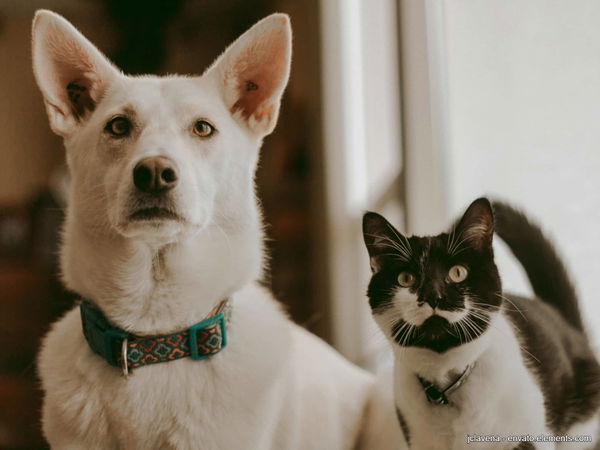 Hättest du es gewusst? So einfach kannst du Eis für deinen Hund selbst herstellen.