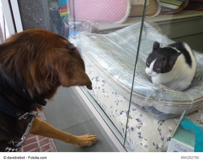 Eine Katze sitzt im Haus auf einem Kissen, ein Hund steht vor der Glastür. Beide sehen angespannt aus
