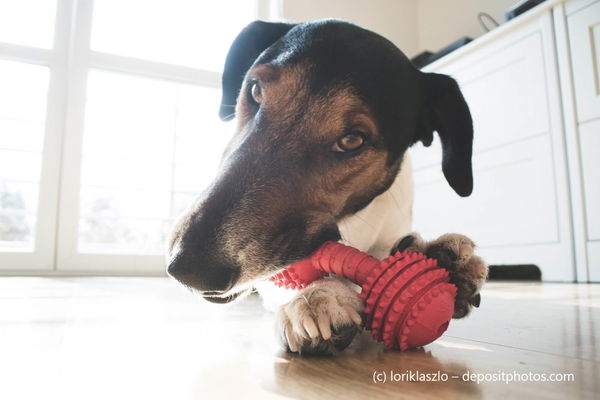 Entdecke das ultimative Kauspielzeug, das deinen Hund glücklich macht!