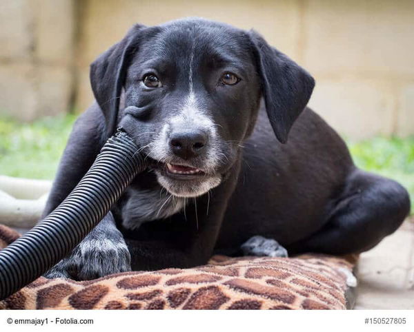 Warum knabbert mein Hund alles an?