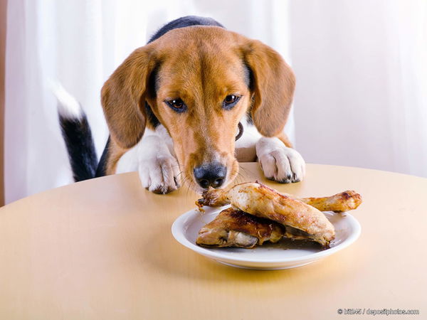 Darf ich meinem Hund Essensreste füttern?
