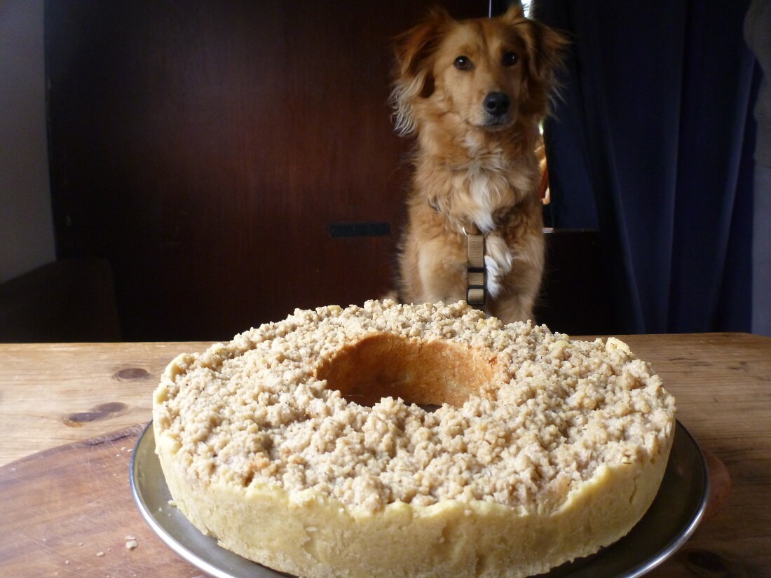 Hellbrauner MIschlingshund sitzt an einem Holztisch vor einem Kuchen
