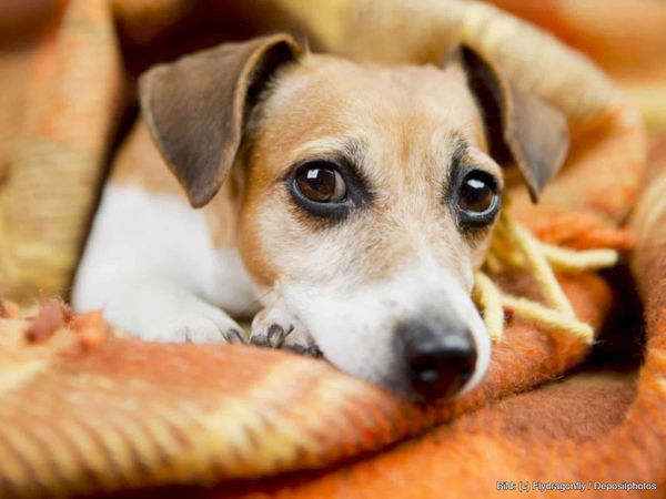 Kaufratgeber: Die beste Hundedecke für das Sofa