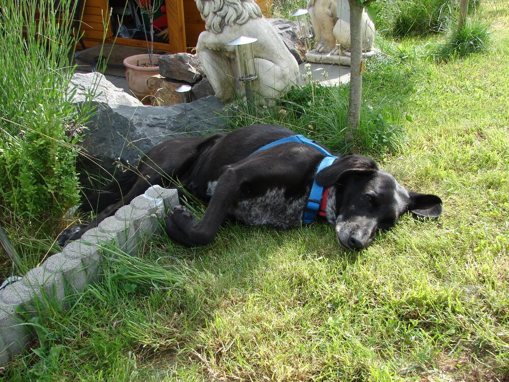 Mischlingshund liegt halb in einem Blumenbeet