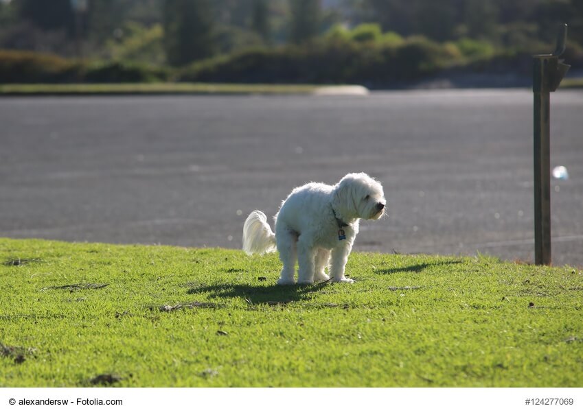 Weißer Hund macht einen Haufen auf eine Wiese