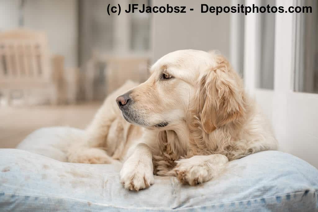 Ruhender Golden Retriever