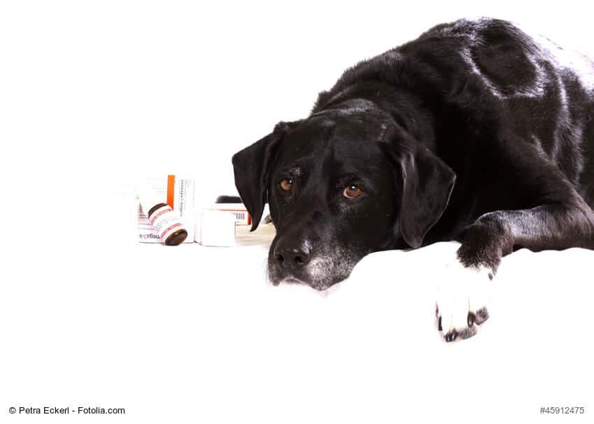 Ein schlaffer Hund neben Medikamenten auf weißem Hintergrund.
