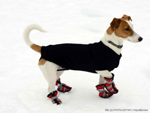 Kaufratgeber: Die besten Hundesocken