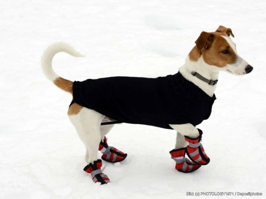 Kaufratgeber: Die besten Hundesocken