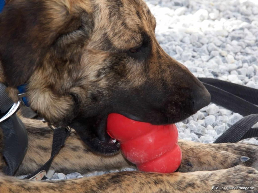 Kaufratgeber: Das beste Hundespielzeug unkaputtbar
