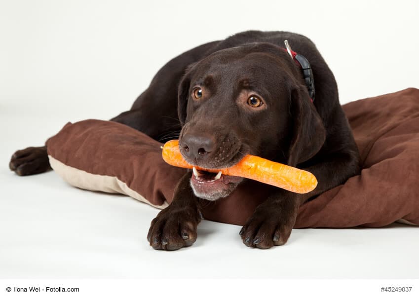 Brauner Labrador mit Karotte im Maul