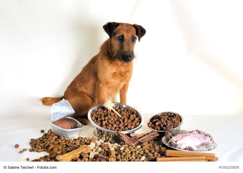 Brauner Terrier sitzt vor verschiedenem Fertigfutter. Bei Allergien können pflanzliche Ernährungen helfen.