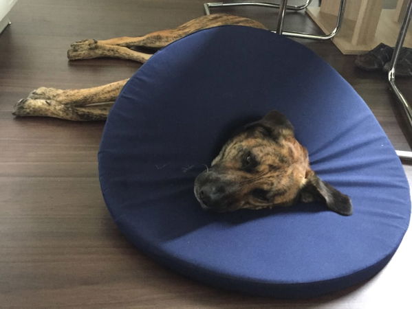 Wie sinnvoll ist eine Hundekrankenversicherung?