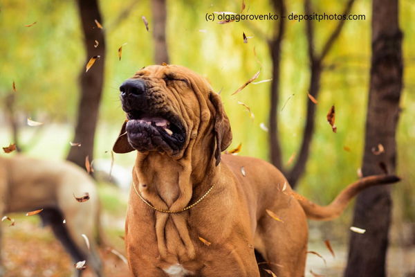 Warum niesen Hunde beim Spielen?