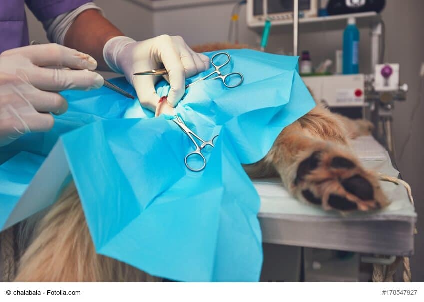 Ein Hund liegt abgedeckt auf einem Operationstisch, man sieht nur die Hinterpfoten und operierende Hände