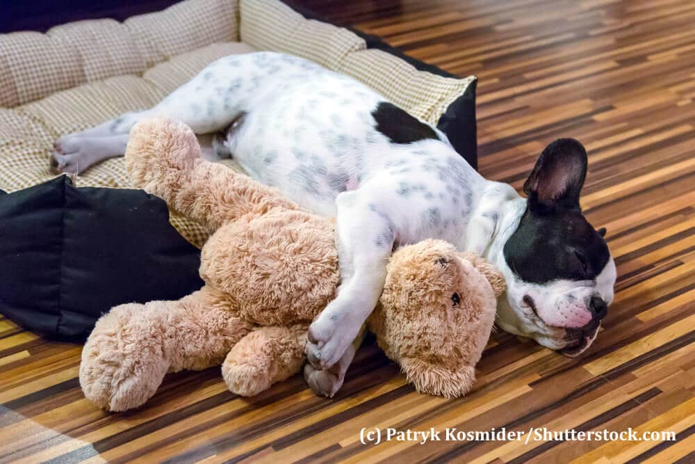 Eine französische Bulldogge schläft mit einem Kuscheltier im Arm