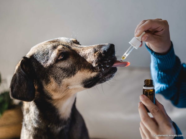 CBD-Öl für Tiere – was bewirkt es und wann kann es eingesetzt werden?