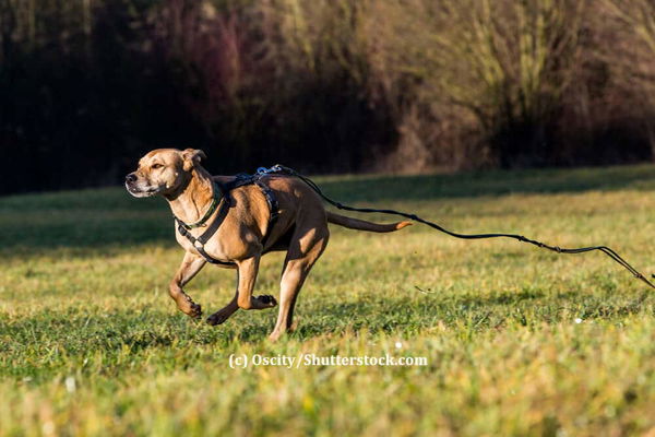 Kaufratgeber: Die beste Schleppleine für deinen Hund