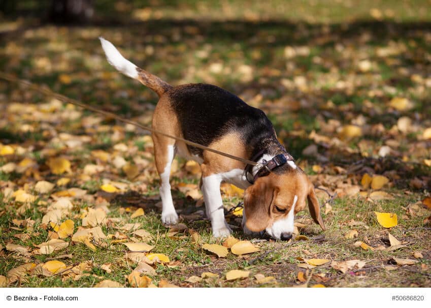 Ein Beagle an der Leine schnüffelt im Herbstlaub