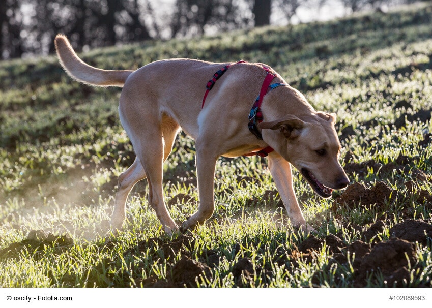 Ein brauner Hund mit rotem Geschirr schnüffelt interessiert am Boden