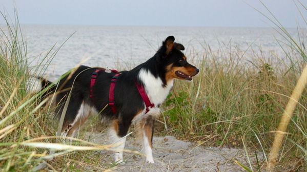 Kaufratgeber: Das beste Sicherheitsgeschirr für deinen Hund