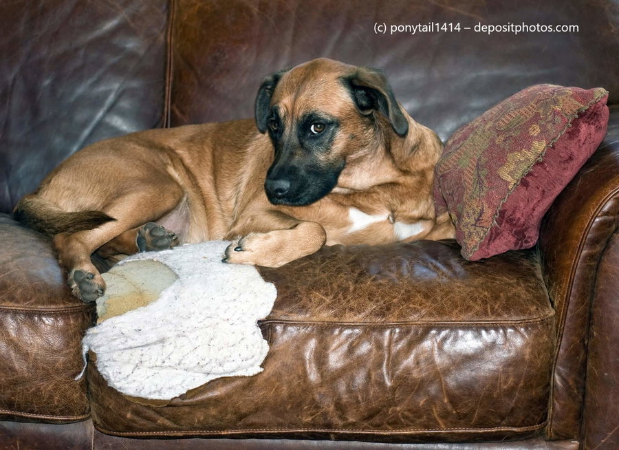 Warum knabbern Hunde Möbel an?