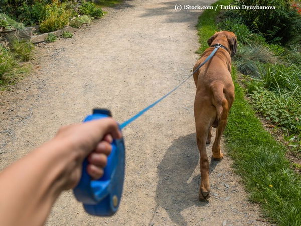 Gassigehen im Sommer: Wann ist für deinen Hund die beste Zeit?