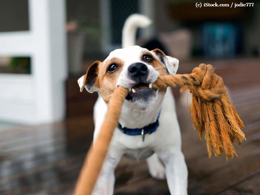 Kaufratgeber: Das beste Zerrspielzeug für Hunde