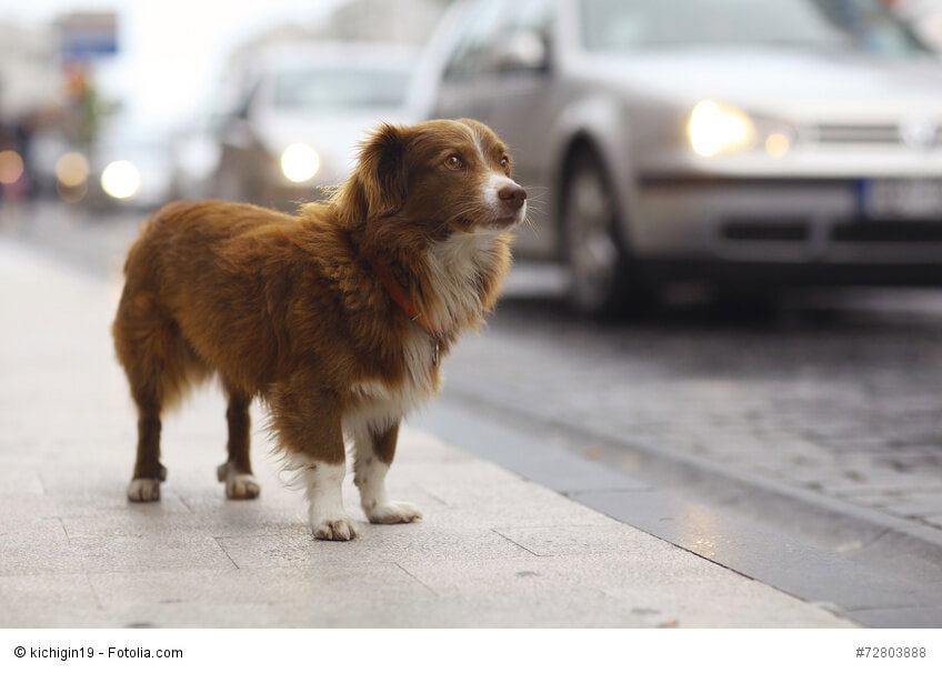 Hundehaftpflicht: Die wichtigste Versicherung für deinen Hund!
