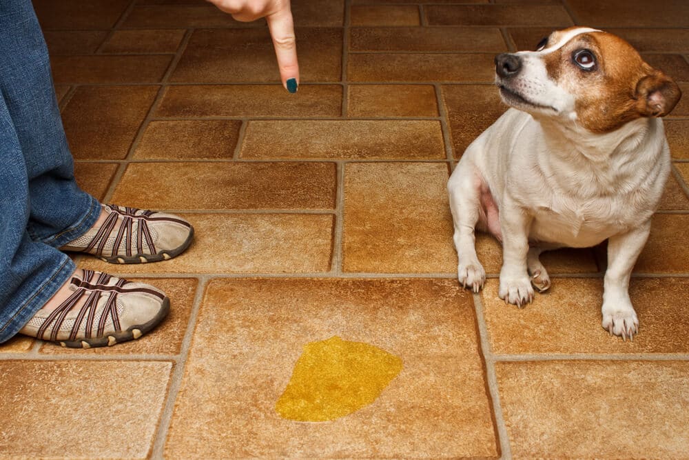 Eine Pfütze auf dem Boden und daneben ein schuldbewusster Hund