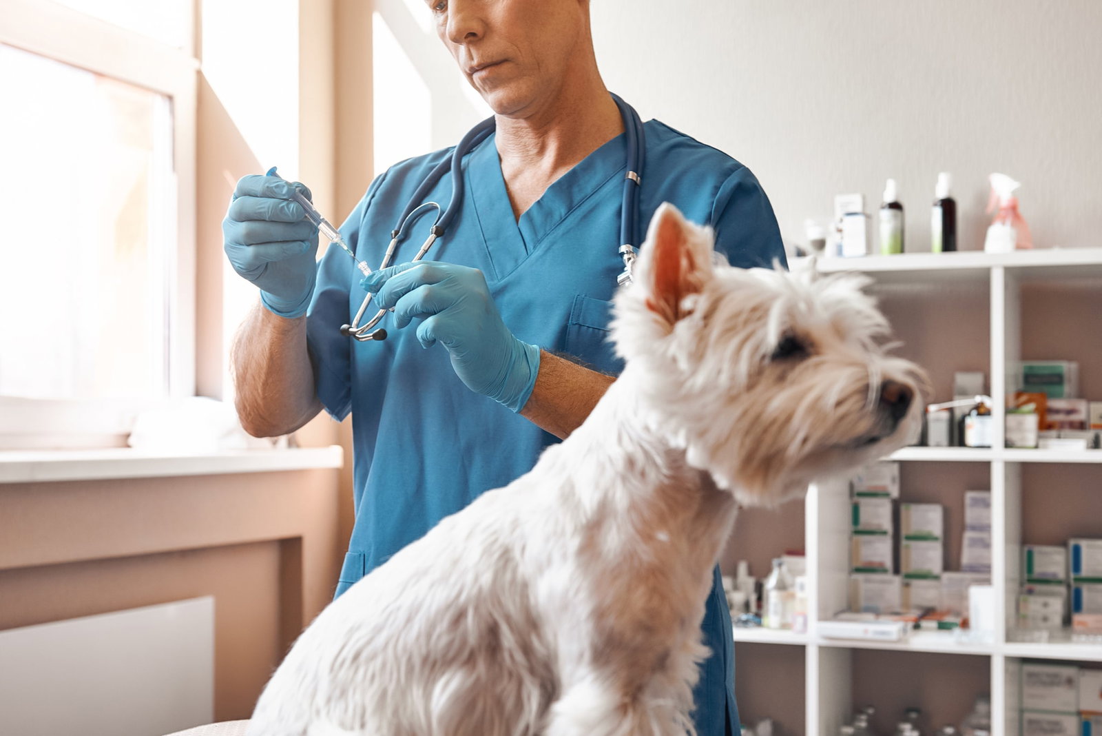 Weißer Hund sitzt auf Behandlungstisch in Tierarztpraxis, Tierarzt bereitet eine Spritze vor