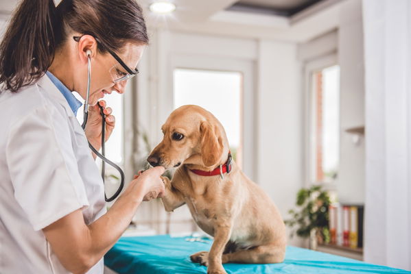 Tierarztkosten: Was Erkrankungen bei deinem Hund wirklich kosten