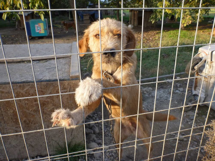Schicksal oder Chance? Das Tierheim