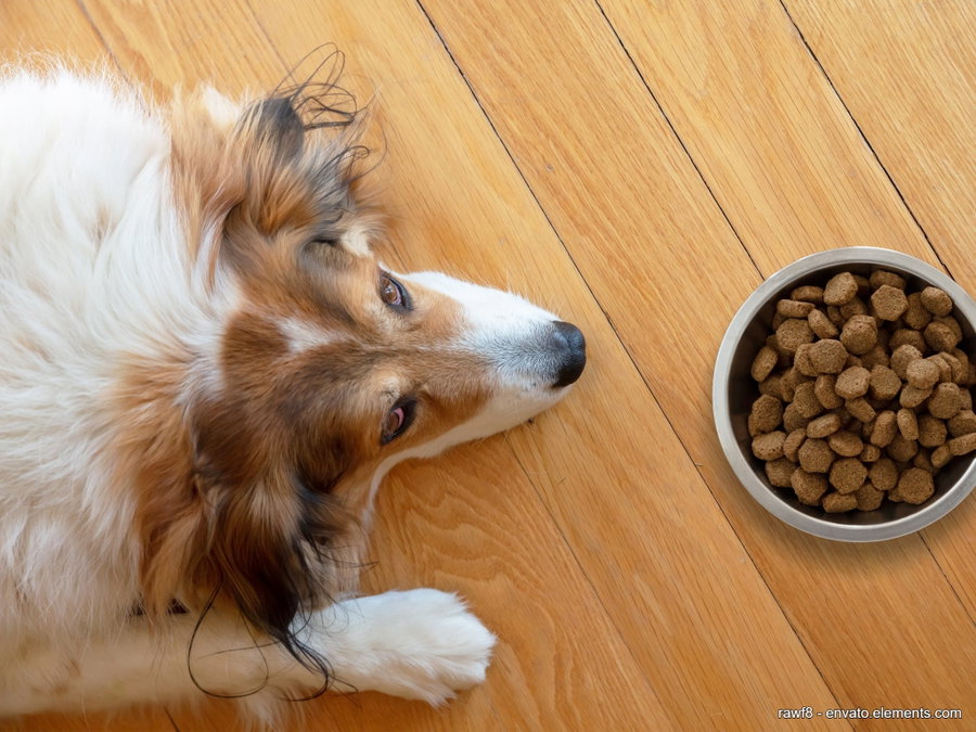 So findest du das beste Trockenfutter für deinen Hund: Ein Leitfaden für verantwortungsbewusste Hundebesitzer
