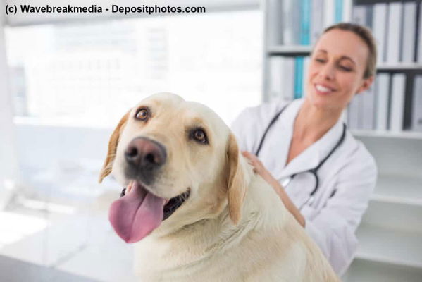 Die Hundekrankenversicherung, eine Krankenversicherung für Hunde