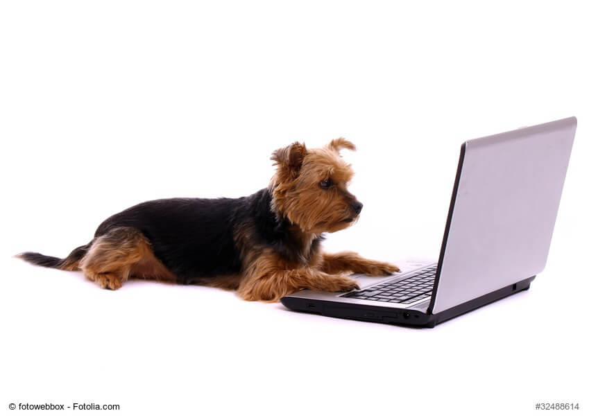 liegender Yorkshire Terrier mit Laptop