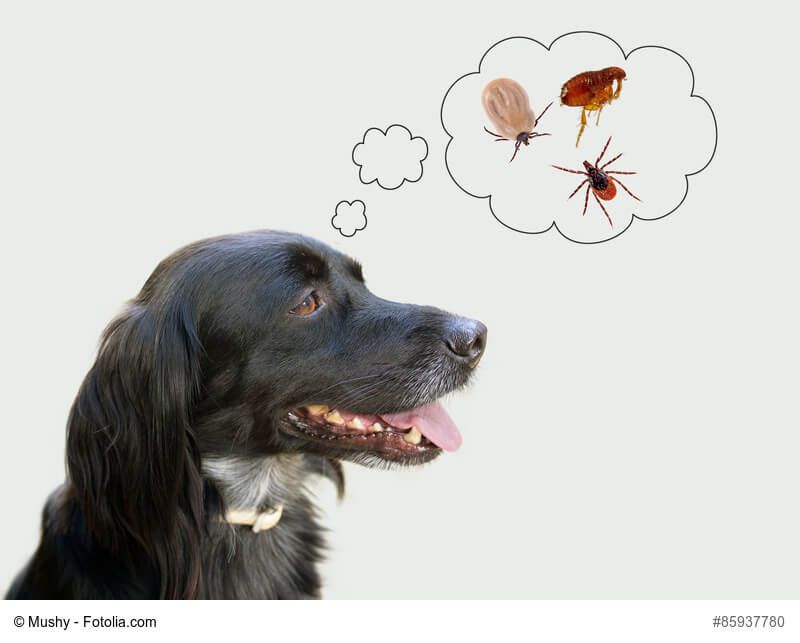 Hund mit Denkblase zu Zecken und Flöhen