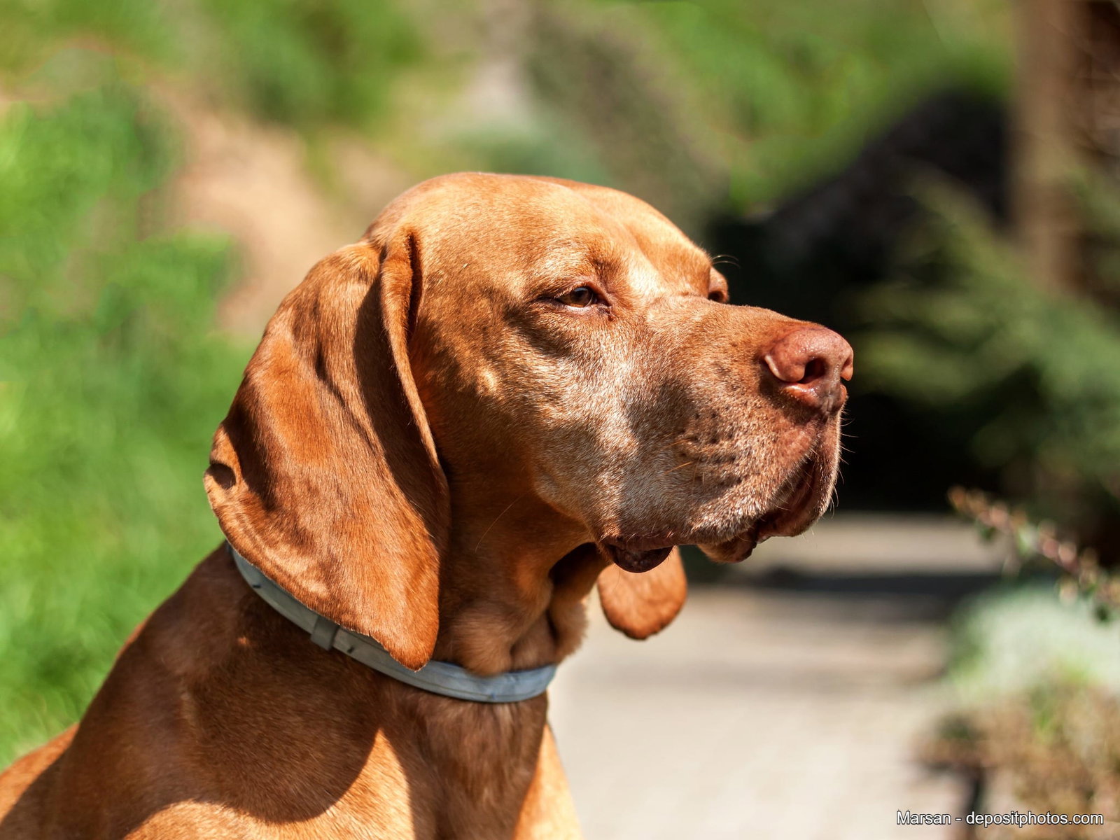 hund-zeckenhalsband