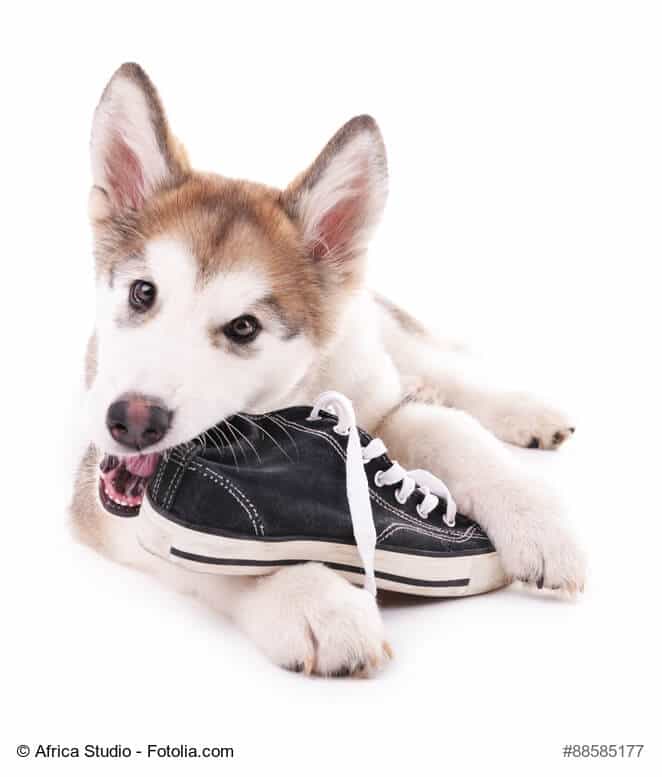 Mein Hund zerbeißt Schuhe! Zerstörungswut oder Langeweile?