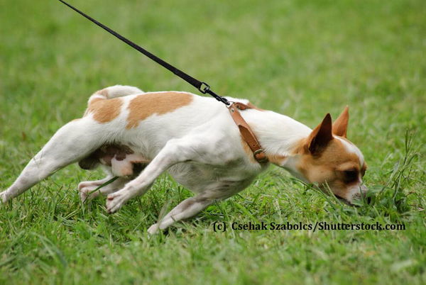 Warum zieht mein Hund an der Leine?