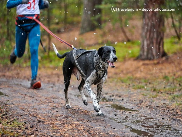 Kaufratgeber: Das beste Zuggeschirr für Hunde