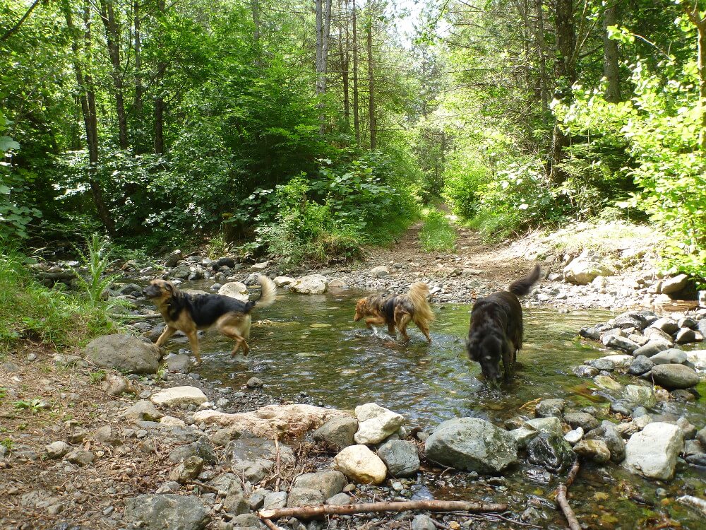 Drei Hunde in einem Bach