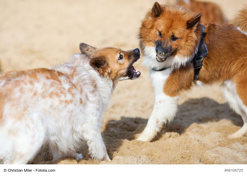 zwei gegenüberstehende Hunde fletschen die Zähne