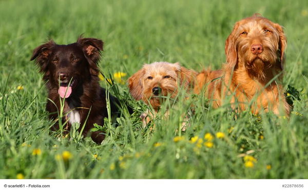 Auch Hunde leiden im Sommer unter Heuschnupfen & Co – so hilfst du deinem Hund mit sommerlichen Allergien.