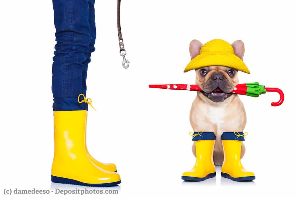Französische Bulldogge mit gelbem Regenhut, rotem Regenschirm im Maul und gelben Gummistiefeln sitzt rechts neben Frauenbeinen in gelben Gummistiefeln und einer hängenden Leine vor weißem Hintergrund