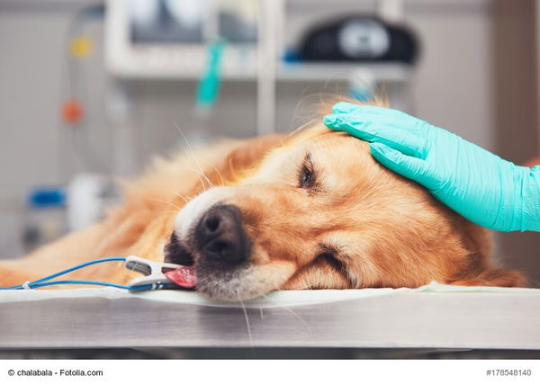Die Hunde-OP-Versicherung - ein Ratgeber