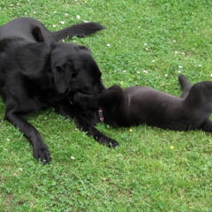 Ein junger und ein älterer schwarzer Hund spielen miteinander