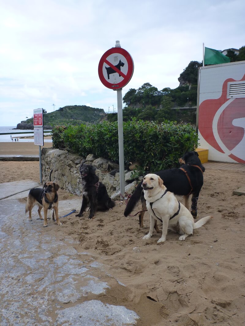 Vier Hunde sind an einem Hundeverbotsschild angeleint