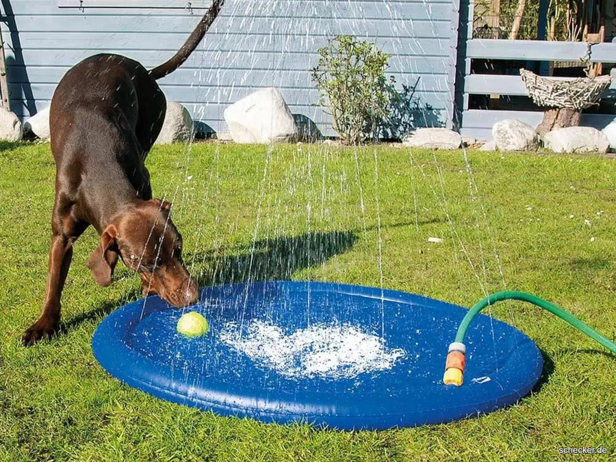 Kaufratgeber: Die beste Hunde-Wasserspielmatte