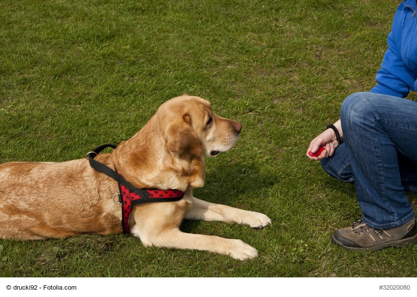 Golden Retriever macht Platz auf einer Wiese